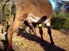 Exclusive video of a donkey getting a hardon in this zoo flick